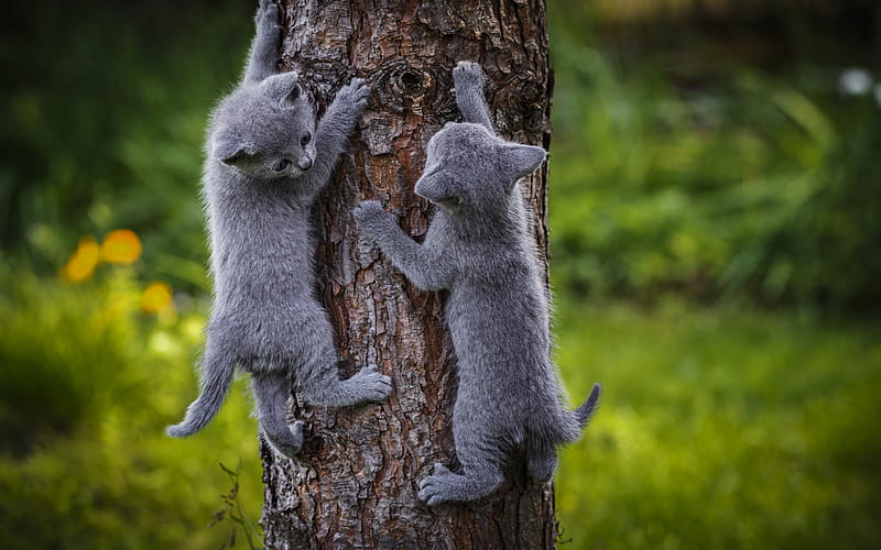small gray kittens, cute animals, climb the tree, small cats, pets, wood, cats, Russian Blue Cat, HD wallpaper