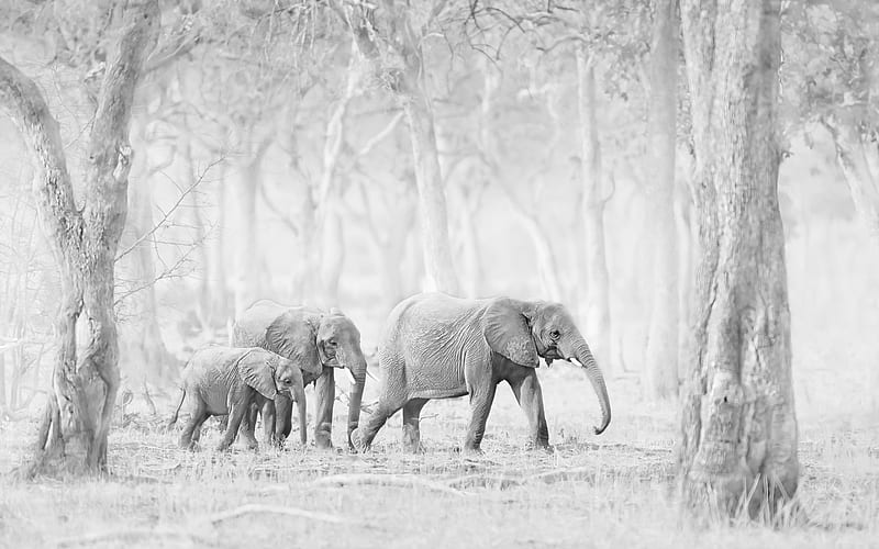Elephants, wild nature, India, forest, monochrome, elephant family, little elephant, HD wallpaper