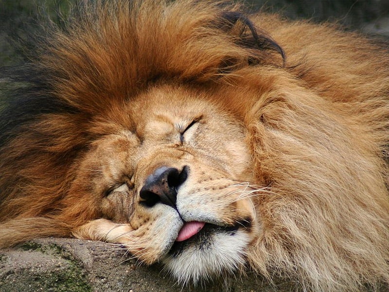 Old lion sleeping, feline, sleep, big cat, wild, beast, wildlife, lion, animal, HD wallpaper