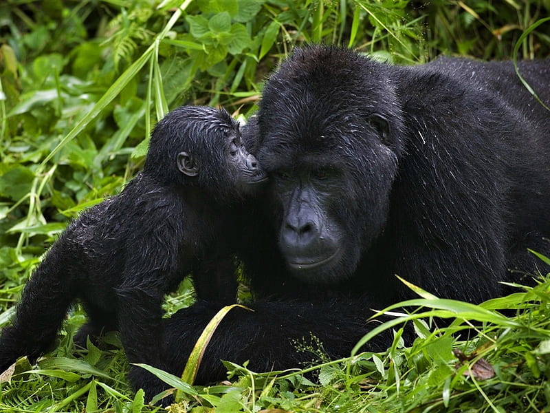 Gorilla Mother and Baby, Baby, Gorilla, Mother, HD wallpaper