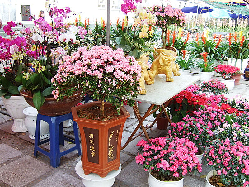 HANOI FLOWER SHOP, pretty, flowers, bonito, colourful, HD wallpaper