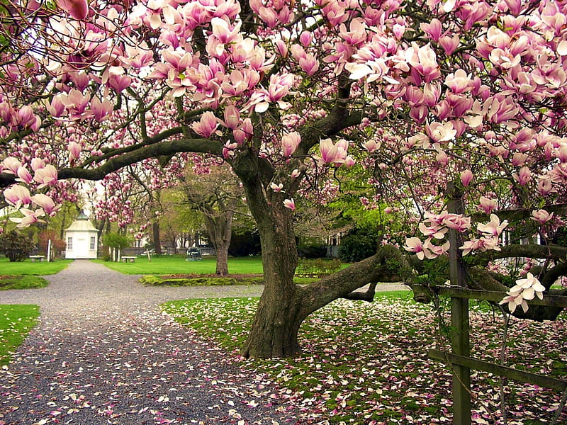 Magnolia Garden, blossoms, path, spring, park, petals, trees, gazebo, HD wallpaper