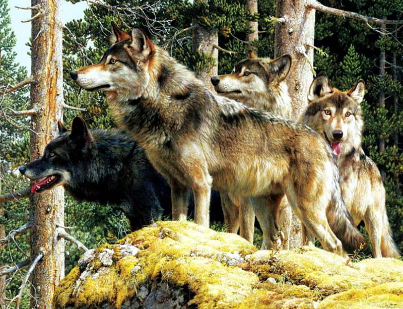 Lobos, depredador, manada de lobos, naturaleza, árboles, obra de arte,  Fondo de pantalla HD | Peakpx