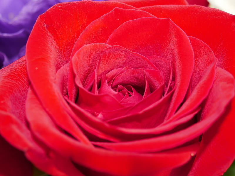Rose, flower, petals, plant, macro, red, HD wallpaper | Peakpx