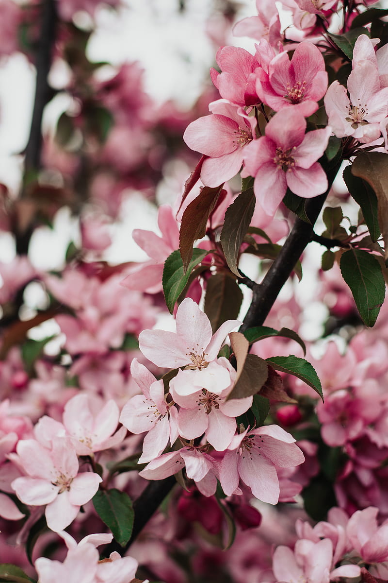 sakura, bloom, flowers, petals, HD phone wallpaper