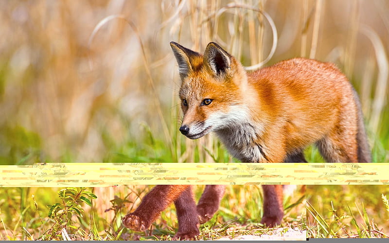 fox, cub, wildlife, predators, grass, HD wallpaper