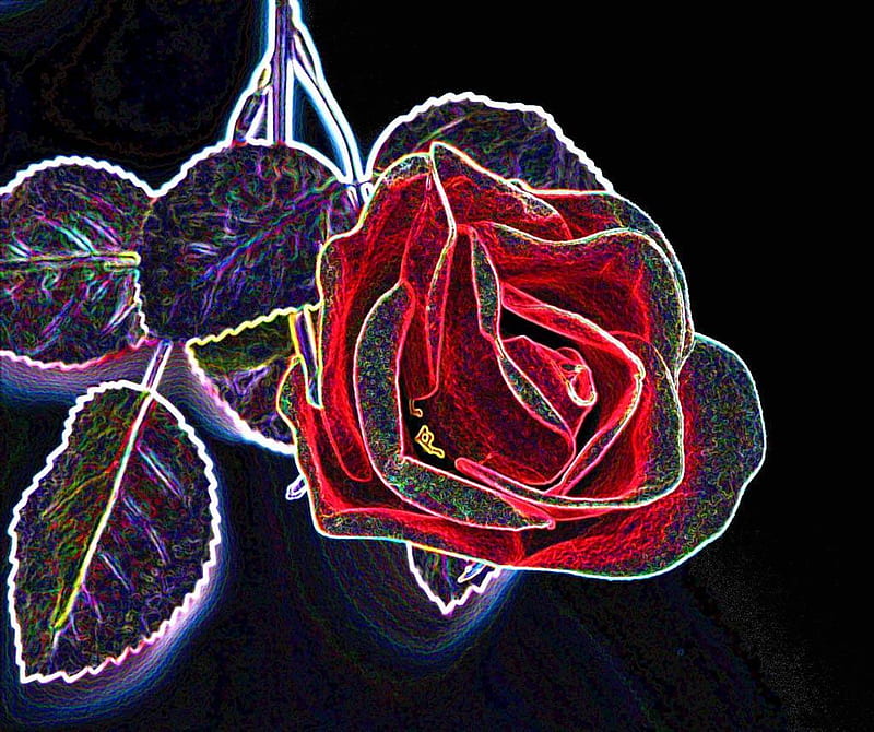 Rose, abstract, HD wallpaper
