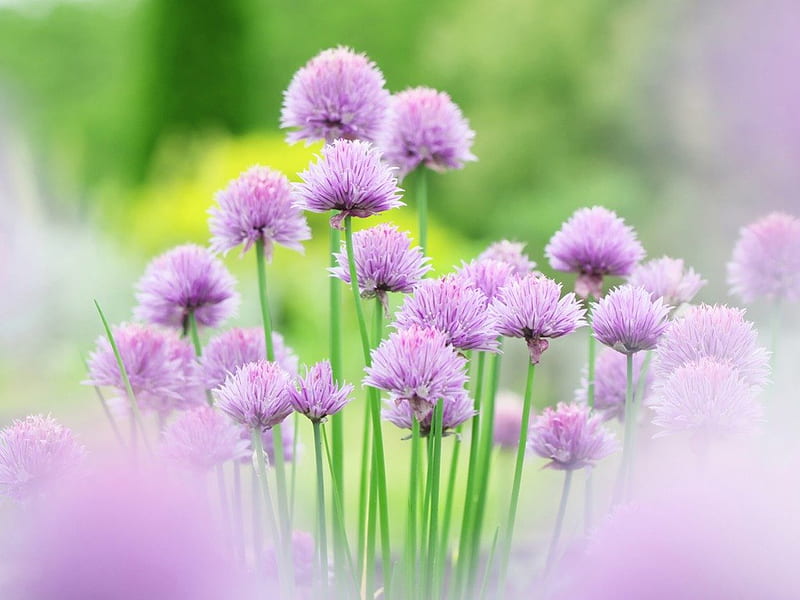 Lilac, flowers, nature, blooms, chives, HD wallpaper