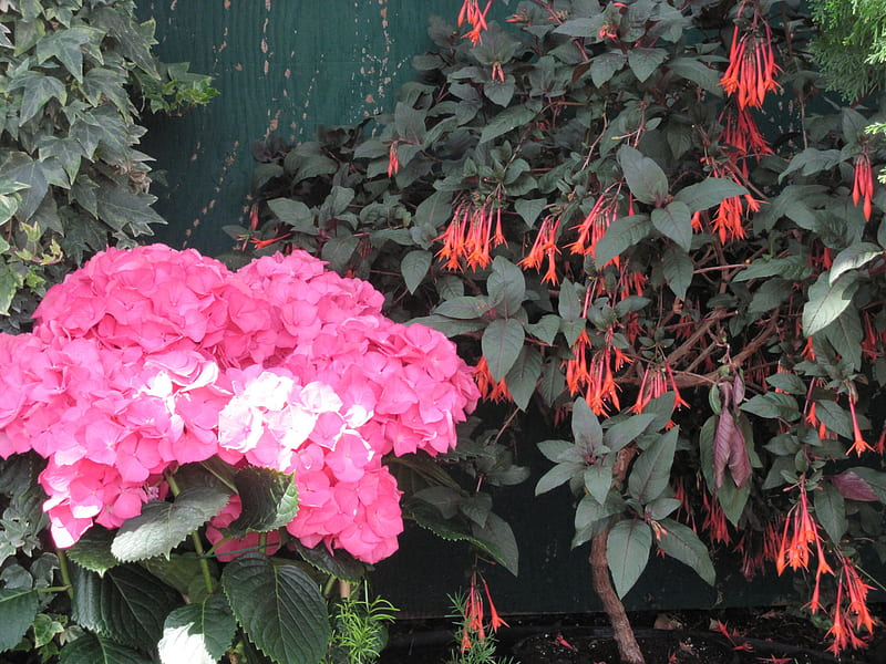 Flores de contraste 47, rojo, grafía, verde, naranja, flores, jardín,  hortensias, Fondo de pantalla HD | Peakpx