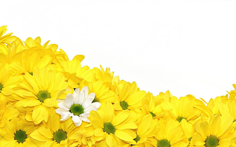 Happy spring!, texture, flower, yellow, spring, white, daisy, card, HD wallpaper