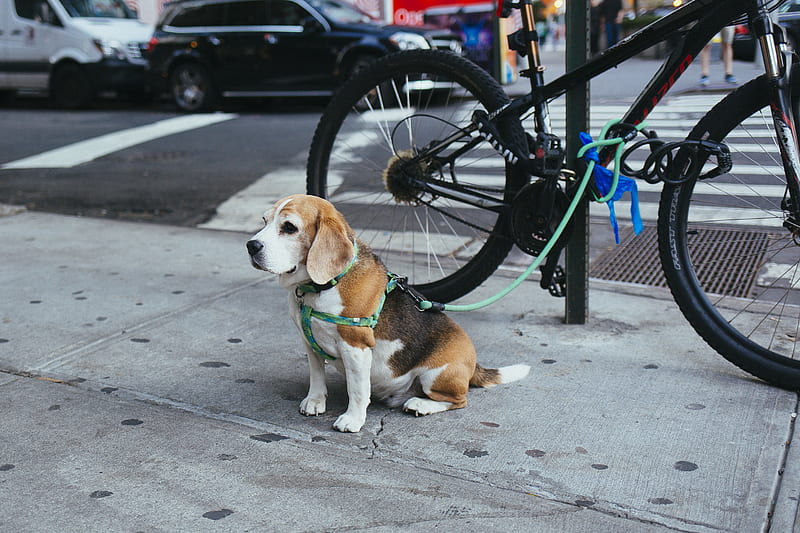 brown and white Beagle puppy corded to bicycle beside street, HD wallpaper