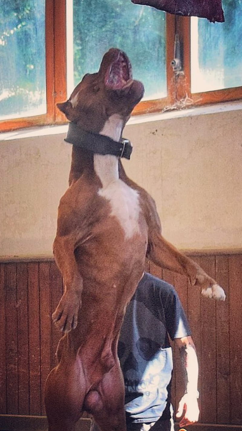 Pitbull training, dog, pitbull, HD phone wallpaper