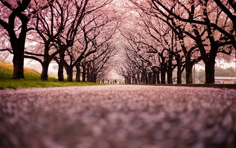 Sakura Path, sakura, blossom, path, nature, road, pink, cherry, HD wallpaper