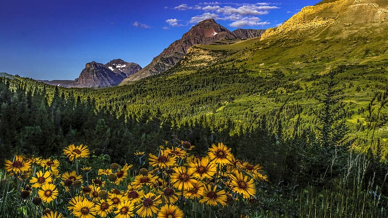 Glacier NP with Rudbeckia Flowers, Montana, landscape, mountains, rocks, usa, blossoms, HD wallpaper