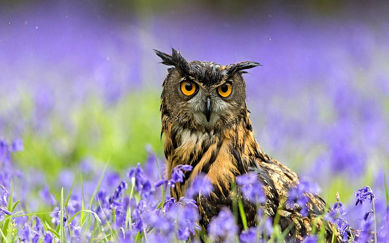 Eurasian Eagle Owl, Purple, Eurasian, Flowers, Owl, Eagle, HD wallpaper