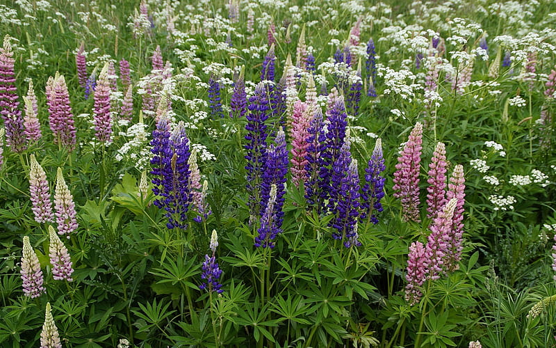 Meadow with Lupins, flowers, lupins, meadow, wild, HD wallpaper