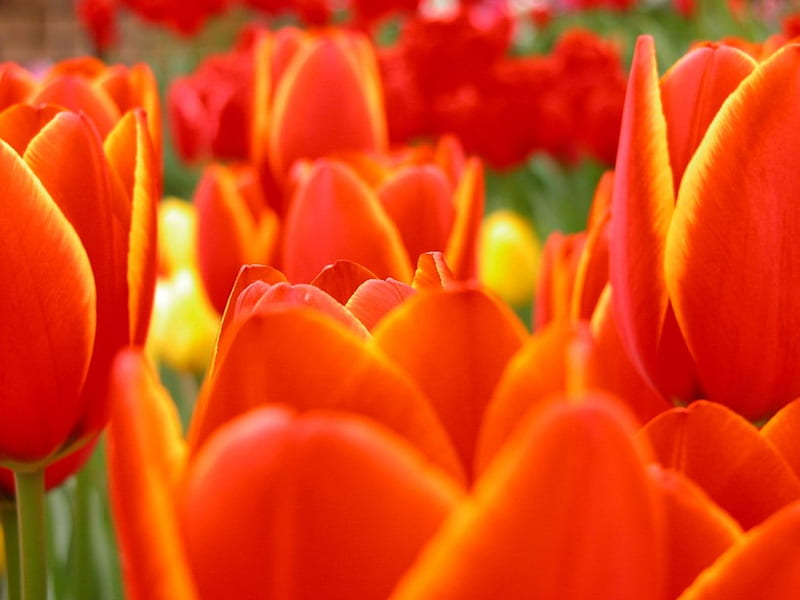 Orange and Red Tulips, garden, tulips, orange red flowers, HD wallpaper