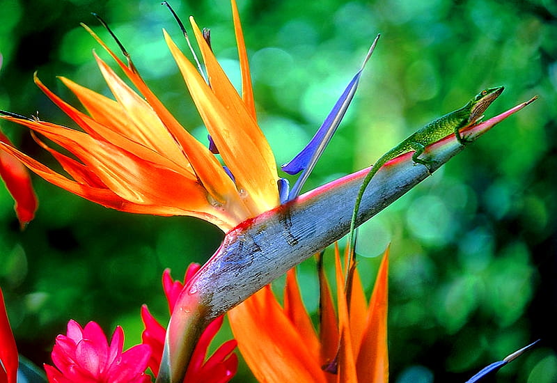 Bird of Paradise and a friend, red, lizzard, bird of paradise, flowers, yellow, nature, HD wallpaper