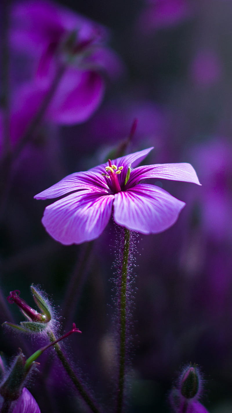 Purple Flower , nature, flowers, HD phone wallpaper