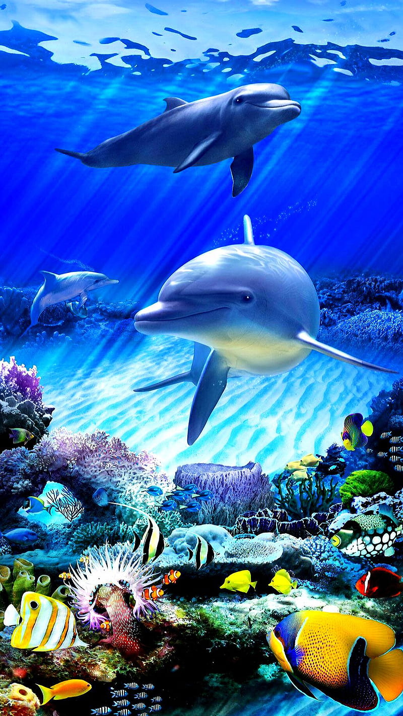 Dolphins, good, HD phone wallpaper