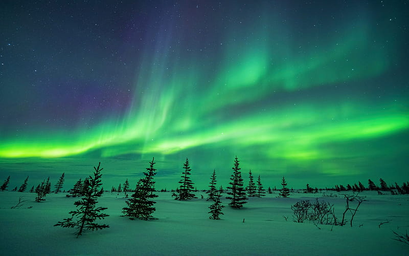The Aurora Borealis in Churchill, Manitoba, trees, winter, lights, snow, HD wallpaper