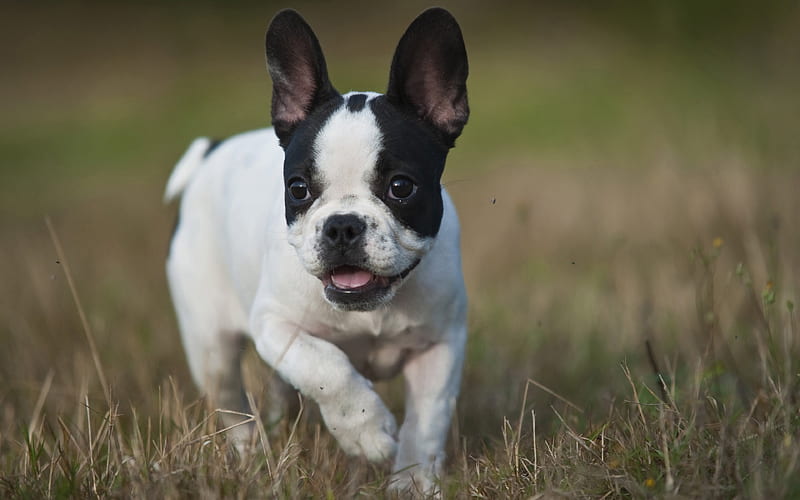 French bulldog, white small puppy small dog, green grass, pets, HD wallpaper
