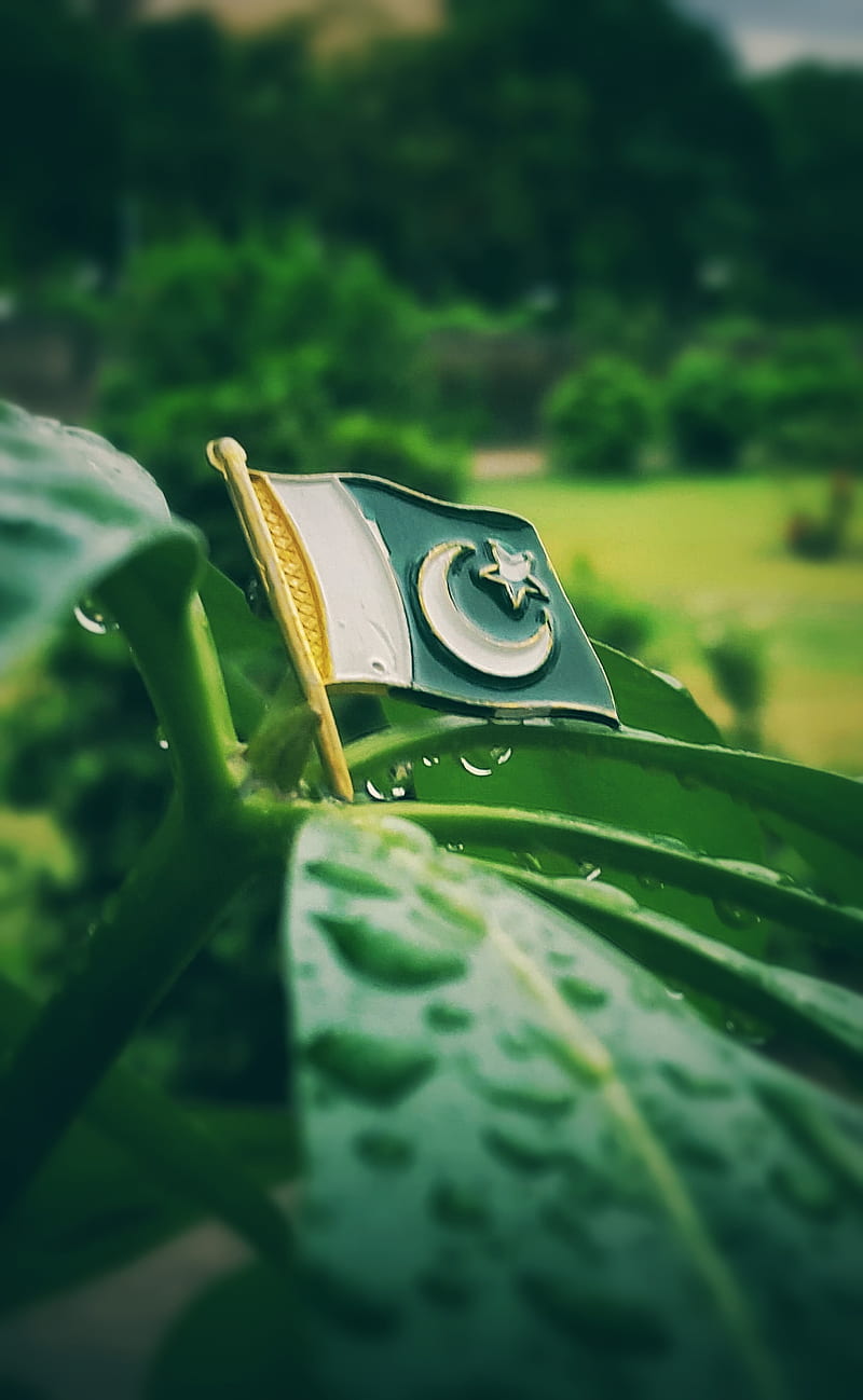 pakistan zindabad, happy independence day, HD phone wallpaper