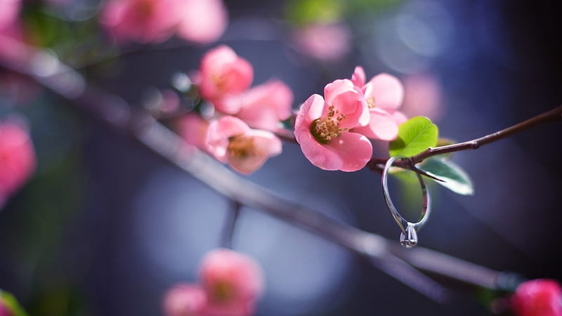 plants branches spring-, HD wallpaper