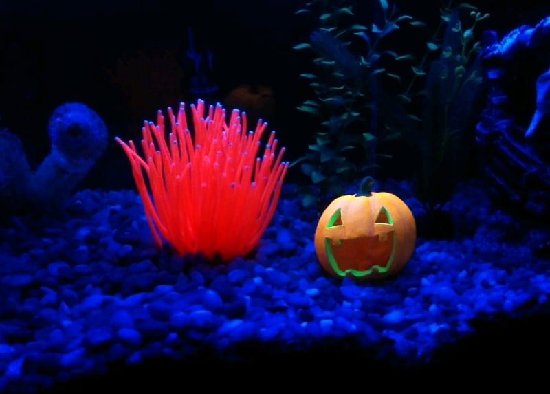 Pumpkin, fish, halloween, tank, trick or treat, blacklight, aquatic, fun, water, glow, HD wallpaper