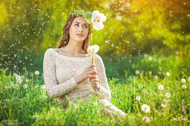 Dandelion's Splash, flowers, dandelion, soft, lady, HD wallpaper | Peakpx