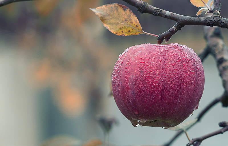 Foggy Apple, fruits, rainy, tree, HD wallpaper
