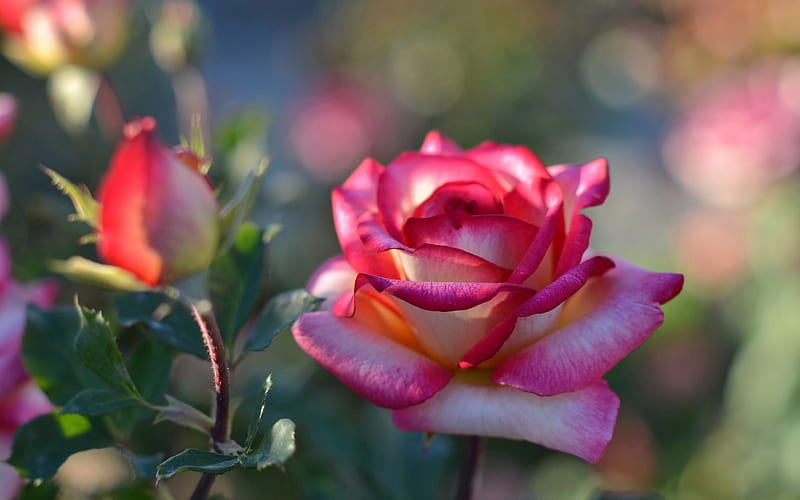 Rose, flower, summer, bud, pink, trandafir, HD wallpaper | Peakpx