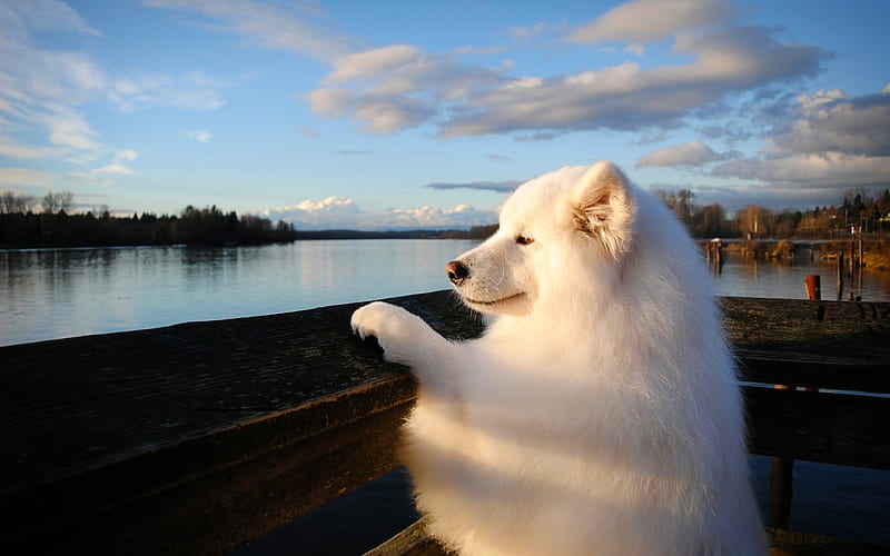 Samoyed, furry dog, river, cute animals, white dog, dogs, pets, Samoyed Dog, HD wallpaper