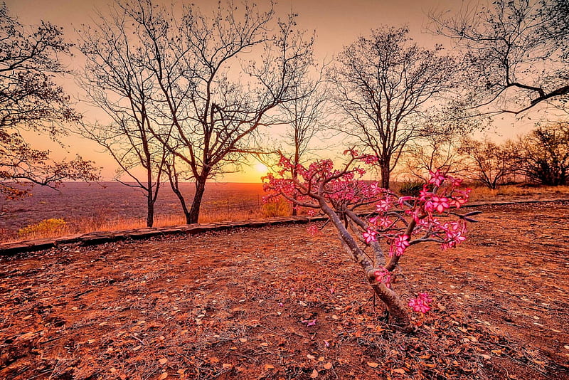 SPRING FLOWERS in SUNSET, sunset, spring, trees, sky, fields, season, golden clouds, flowering, landscape, HD wallpaper