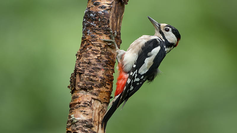 Birds, Woodpecker, Bird, Wildlife, HD wallpaper
