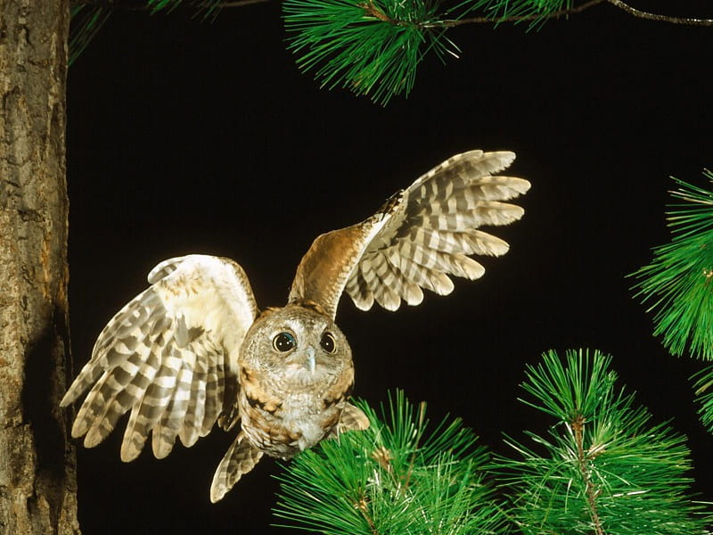 *** Owl in the night ***, zwierzeta, sowa, noc, ptaki, HD wallpaper