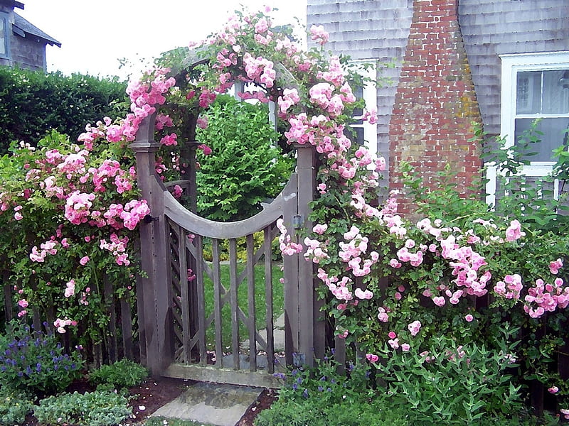Rose Gate, gate, home, garden, bonito, roses, pink, HD wallpaper