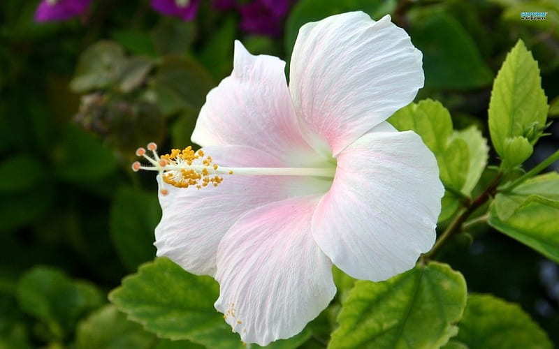 The Blushing Hibiscus, leaves, blush, hibiscus, flower, white, HD wallpaper
