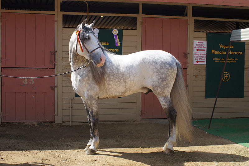 Grey Beauty, stallion, gris, breed, horse, HD wallpaper