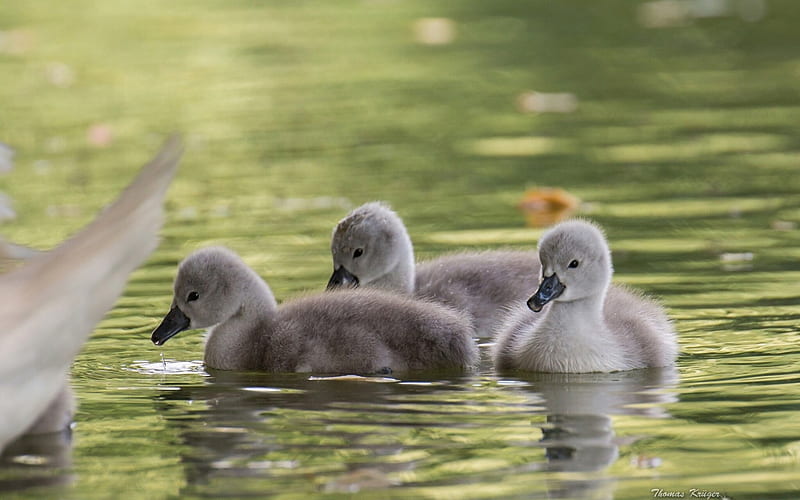 Swan chicks, cute, water, green, gris, chicks, swan, thomas kruger, baby, HD wallpaper