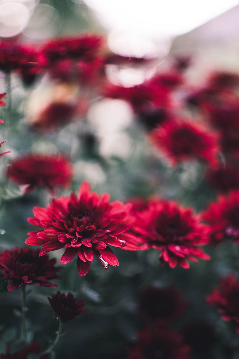 chrysanthemum, flowers, red, wet, closeup, HD phone wallpaper