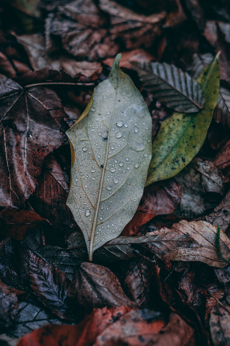 Green leaf on brown dried leaves, HD phone wallpaper | Peakpx