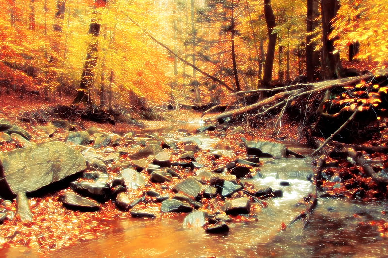 Autumn Creek, Seasons, Fall, Creek, Scenic, bonito, Autumn, Nature, HD ...