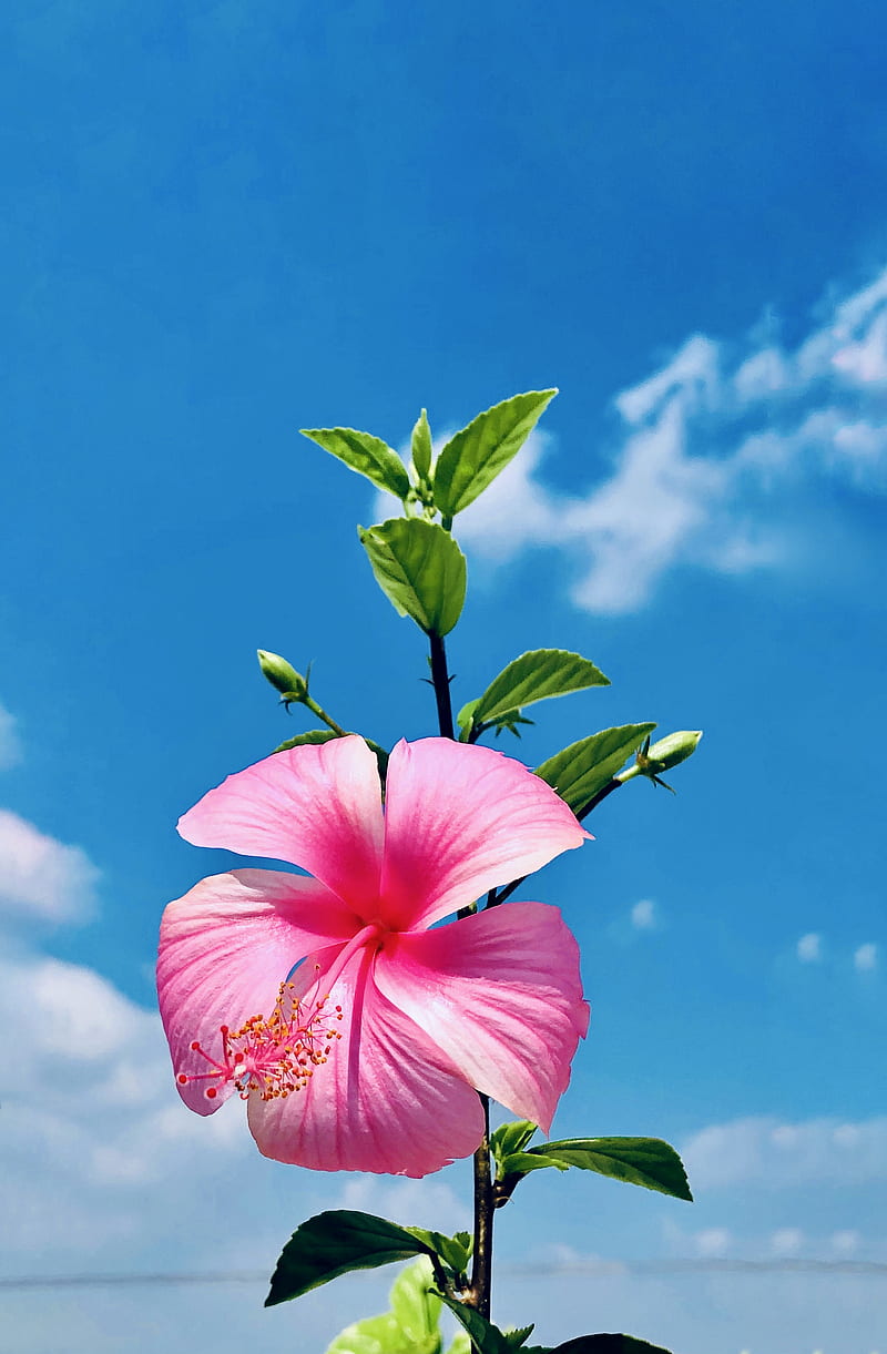 Hibiscus in Pink, Nature, sky, Flowers, HD phone wallpaper