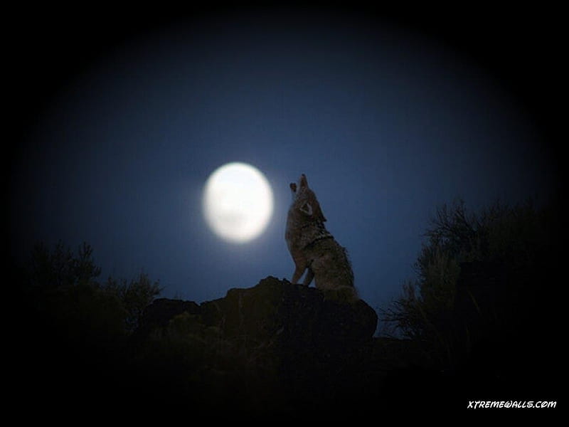 Moon Song, lobo, rock, full, trees, bushes, wild dogs, moon, landscapes, dark, communicating, nature, wolf, wolves, howling, animals, night, HD wallpaper