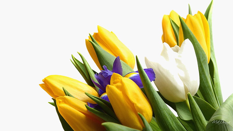 Yellow Tulips Purple Iris, yellow, spring, floral, flora, purple, summer, flowers, tulips, white, iris, HD wallpaper