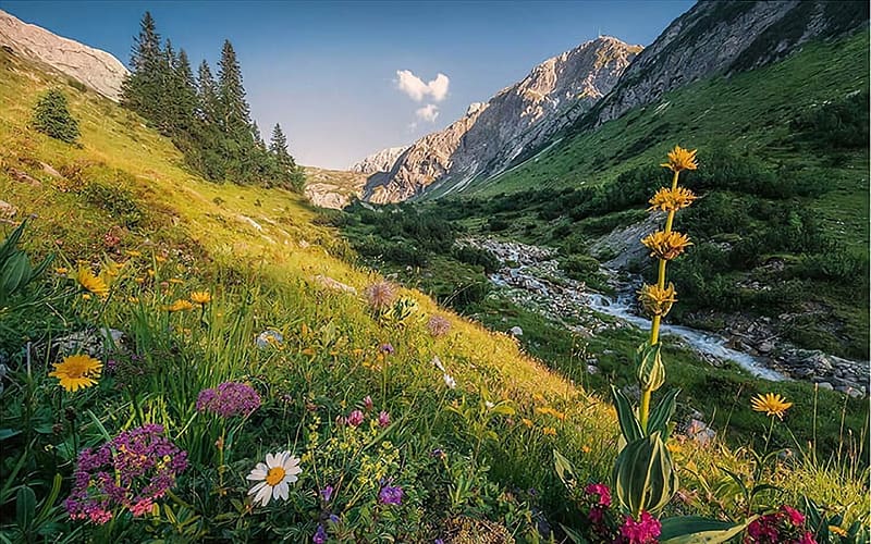 Magical Valley In The Austrian Alps Flowers Meadow Rocks Blossoms