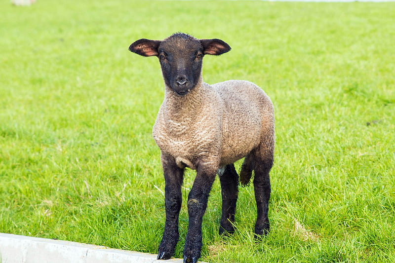 Little Lamb, Grass, Lamb, Sheep, Little, Baby Animals, HD wallpaper