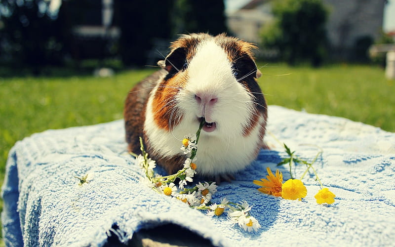 guinea pig, funny animals, chamomile, cute animals, rodent, HD wallpaper