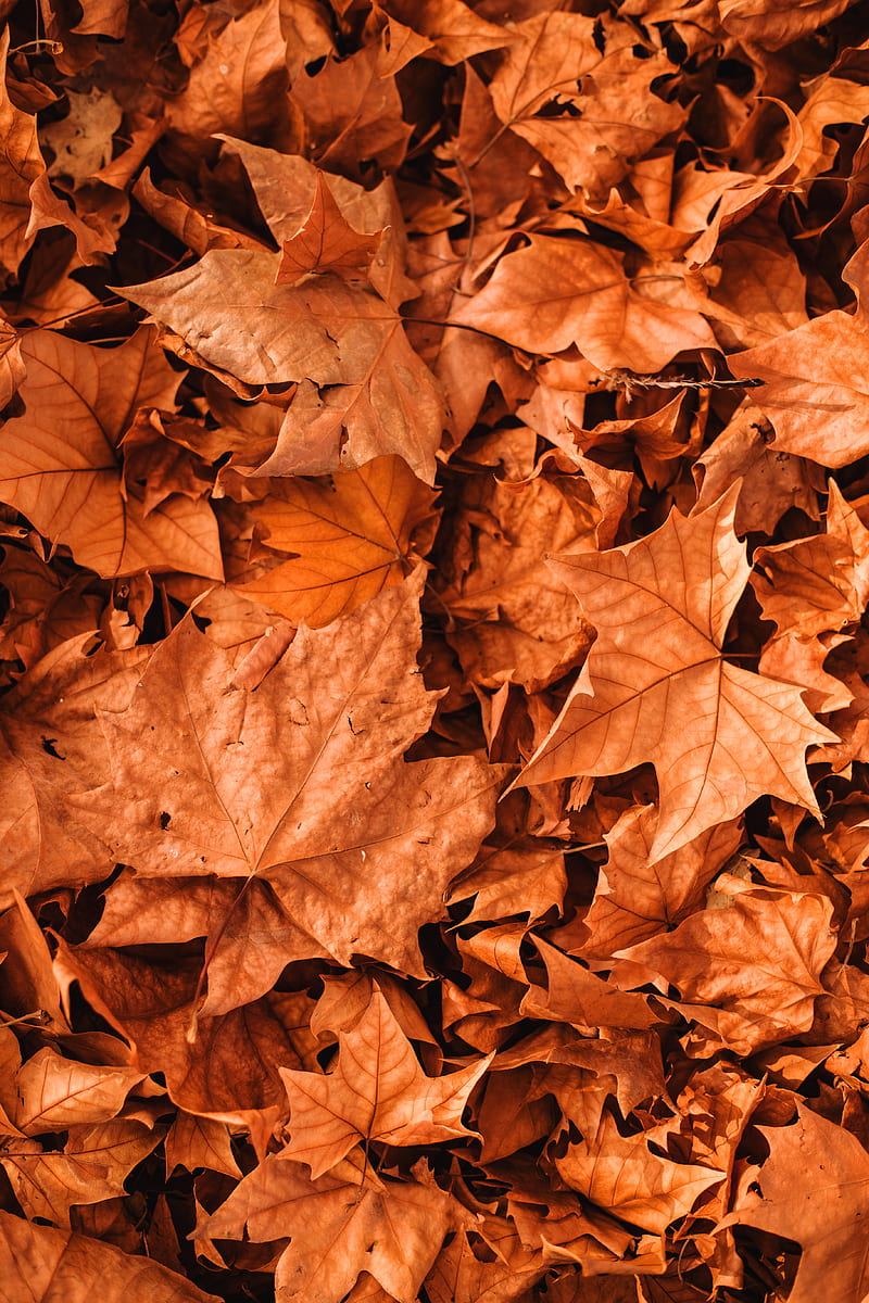 Vivid autumn leaves scattered on ground, HD phone wallpaper